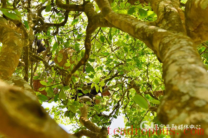 Mangshui Changning: The Spring Tea Flourishes with the Waters of the Lancang, the Ancient Trees of the Origin are All Good-6