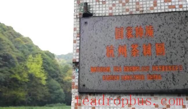 The Power of Seeds: Unveiling the “Treasure Genes” in the National Tea Germplasm Repository-1