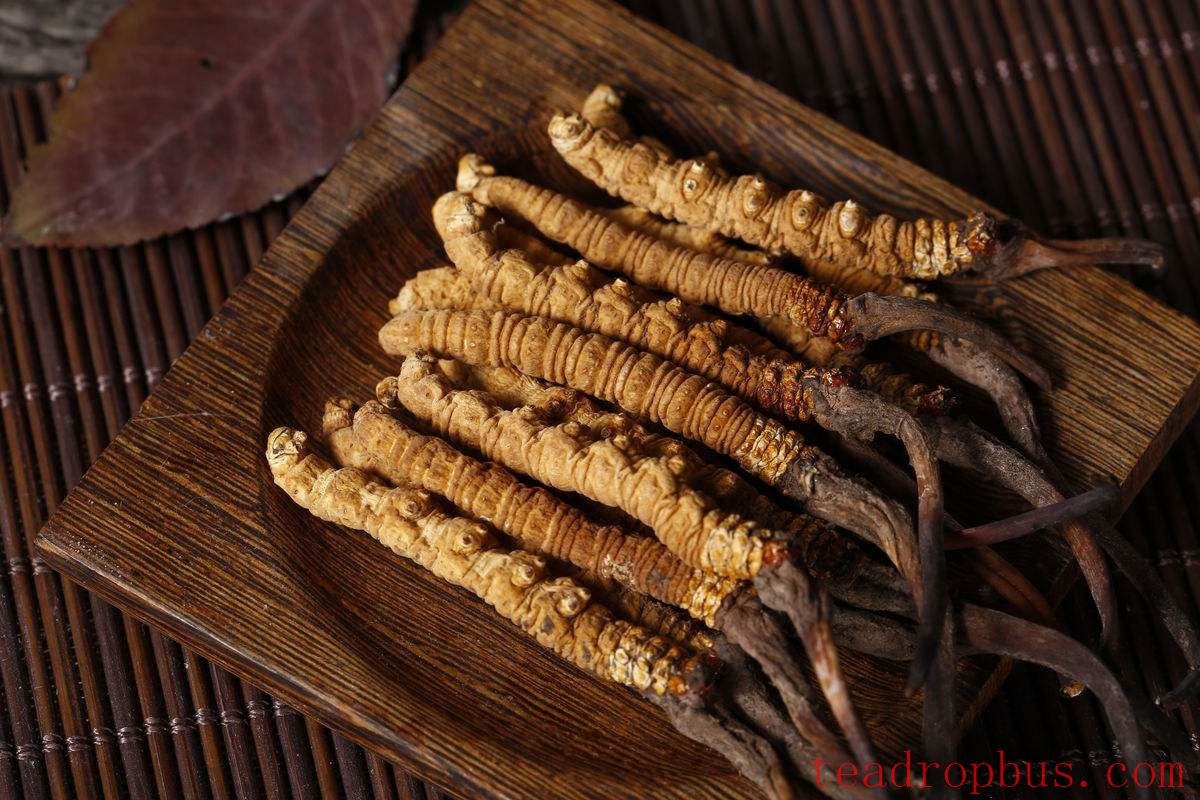 Brewing Method and Benefits of Cordyceps Tea-3