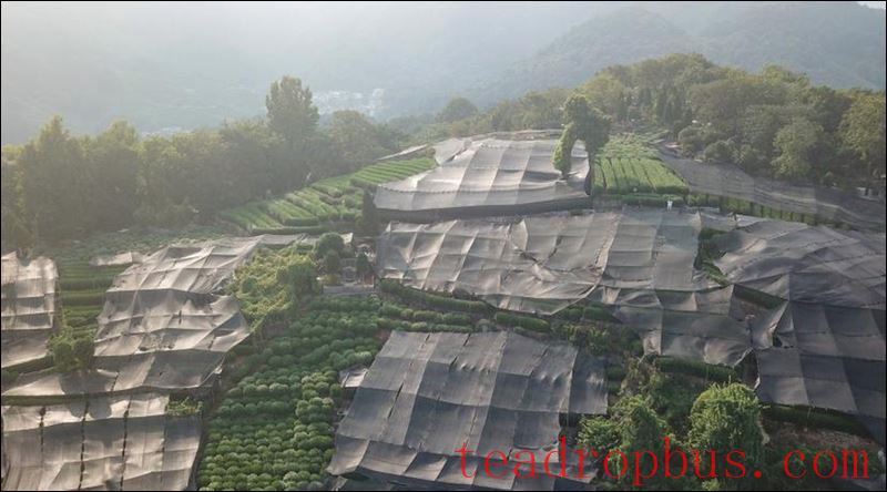 Fu'an: Preventive Measures for Tea Garden Production in Response to Persistent High Temperatures-3