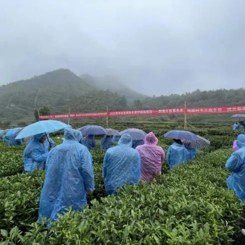 Winter Management Highlights: Tea Gardens Engaged in Autumn-Winter Management Training-5