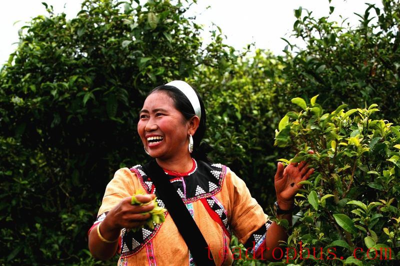 Gengma Mengjian: Small Sprouts Sketch a New Blueprint for High-Quality Development of Dazhai's Tea Industry-4