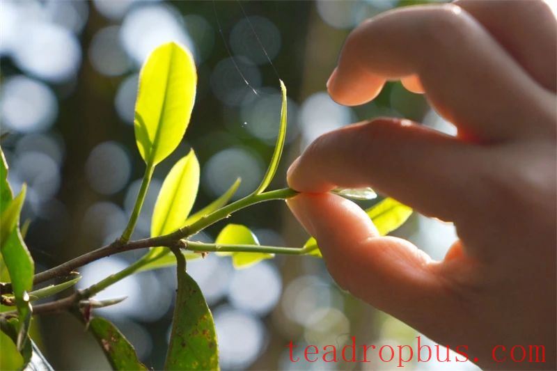 International Tea Day on May 21: Experience Diverse Tea Drinking in Yunnan-1
