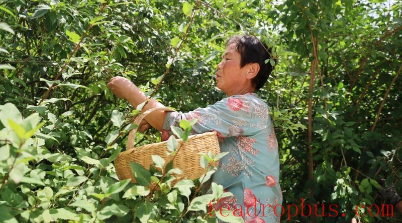 Shaijing Township: Forsythia Leaves Transform into Tea, Extending the Industrial Chain for Greater Efficiency-3