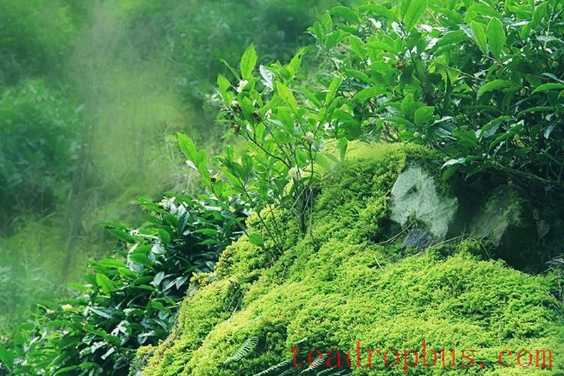 High Temperatures Approach: How Should Tea Plantations Be Managed?-2