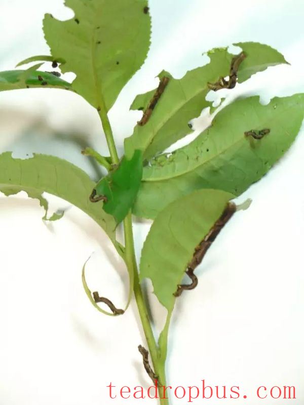 Controlling Tea Tree Pests and Diseases in an Environmentally Friendly Way: Reliable!-2