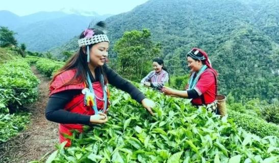 Kabu Village, Motuo County, Tibet: The Tea Forest Stands Verdant and Aromas Fill the Air-3