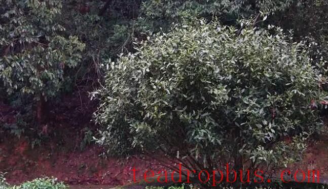 The Power of Seeds: Unveiling the “Treasure Genes” in the National Tea Germplasm Repository-3