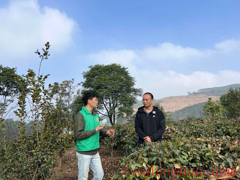 Heshan Agricultural Skills Lecture Hall — Winter Management of Wild-Released Tea Gardens-2