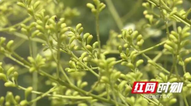 Baqiao Town, Qiyang: Golden Sophora Flowers Turned into Tea—Small Village Engages with the Larger Market-1