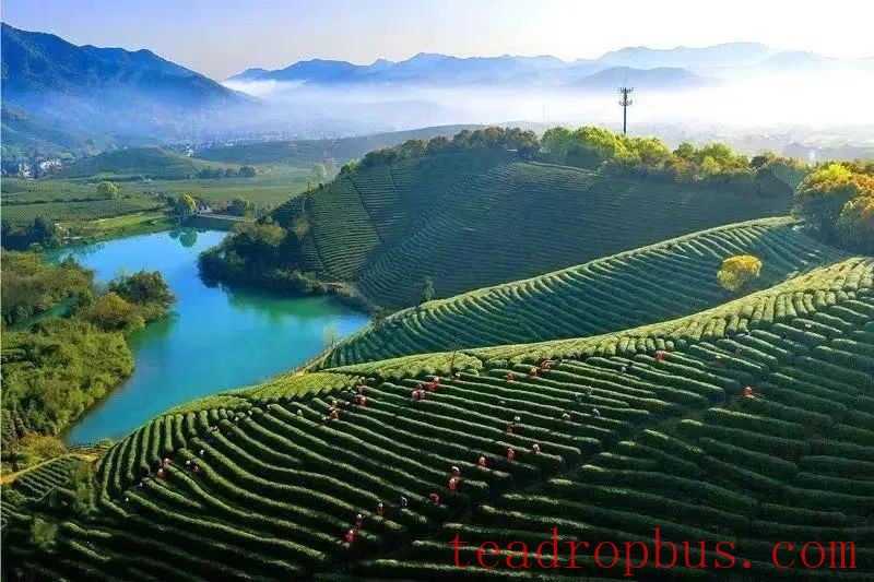 Changdian Village: Village-level Consultations Yield Tea Industry Growth-1