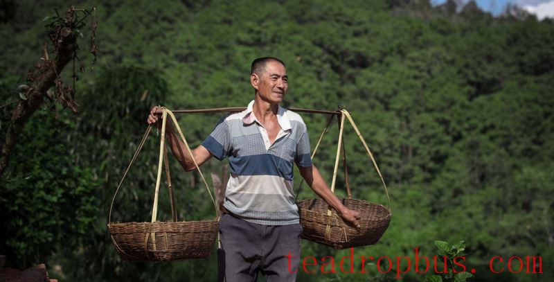 Observations on the 2024 Spring Tea Season: The Pu'er Region-4