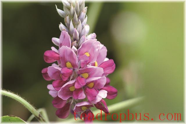 Kudzu Flower Tea: Its Benefits and Brewing Method, a Natural Beverage to Revitalize You-1