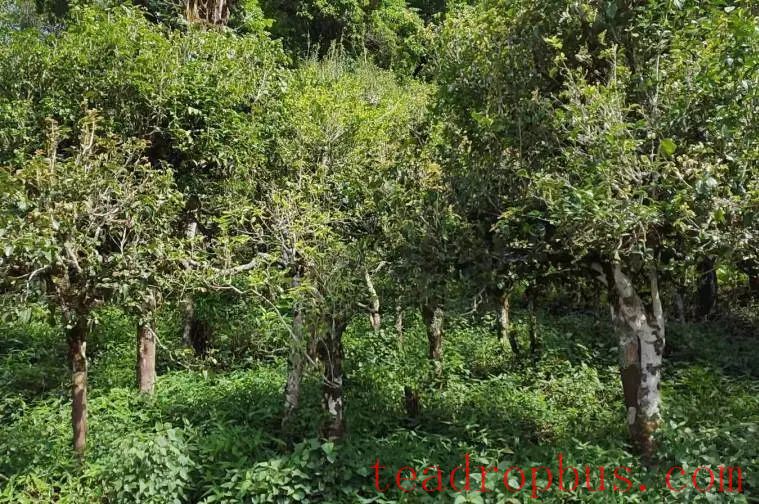 What are the differences and characteristics of Pu'er tea from different mountains?-3