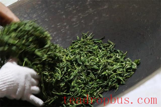 Kill-green: The Prelude to the Metamorphosis from Fresh Leaf to Tea-3