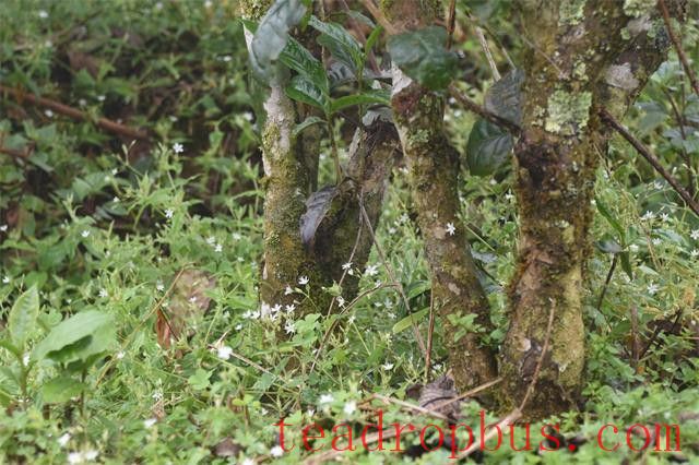 Pasha Ancient Tree Tea: Which Tea Region Does It Belong To?-1