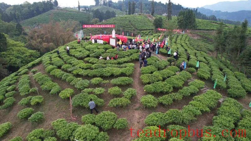 Lianghe Hui Long Tea: A Toast to the Millennium Mist of the Ancient Tea Horse Road-8