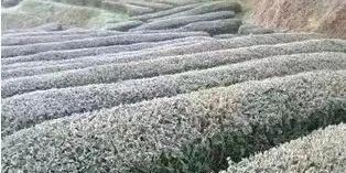 Spring Tea Garden Management Measures-5