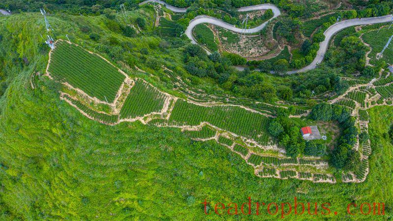 Wei Yin Tea Estate: Zen in the Aroma of Tea-2