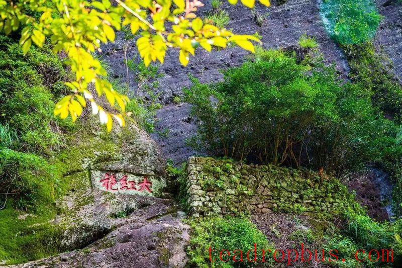 A Thousand-Year Cup of Tea —— The Indissoluble Bond Between Wuyi Rock Tea and Buddhism-9