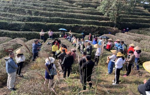 Early Winter, Busy with Tea Garden Management-3