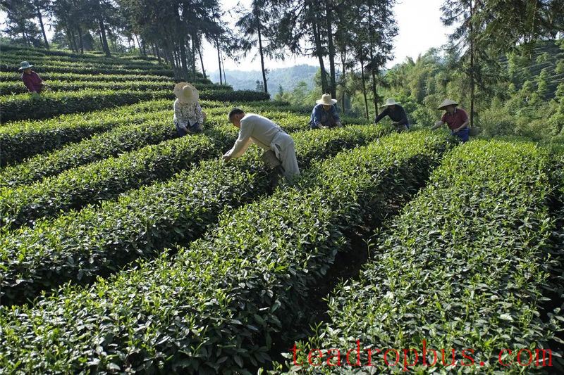 Perseverance and Innovation since 2000: The National Intangible Cultural Heritage — Traditional Mongshan Tea Making Skills-6