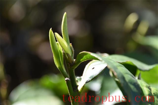 Where is the origin of Dian Hong tea?-2