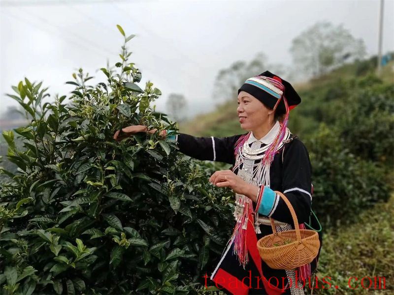 Malipo County: Ascend Spring Mountains to Harvest Spring Tea, Embark on a Quest for the 