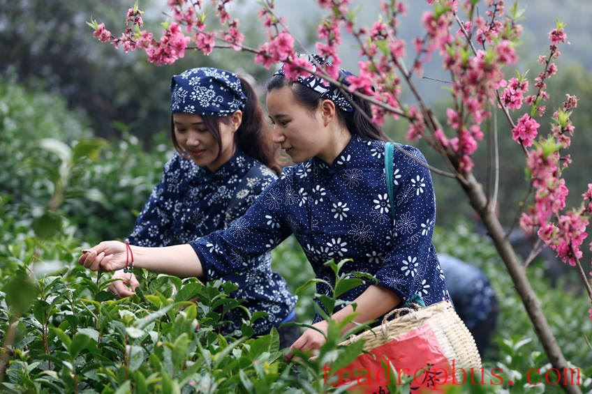 Huangshan Maofeng Tea-1