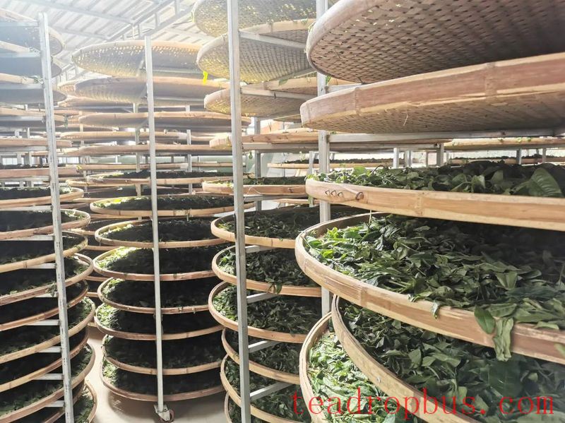 Lincang Tea's New Craft: Large-Leaf White Tea-1