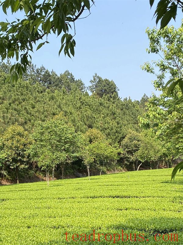 Zhongmin Wei's Tea Estate: A Picturesque and Poetic Landscape-5