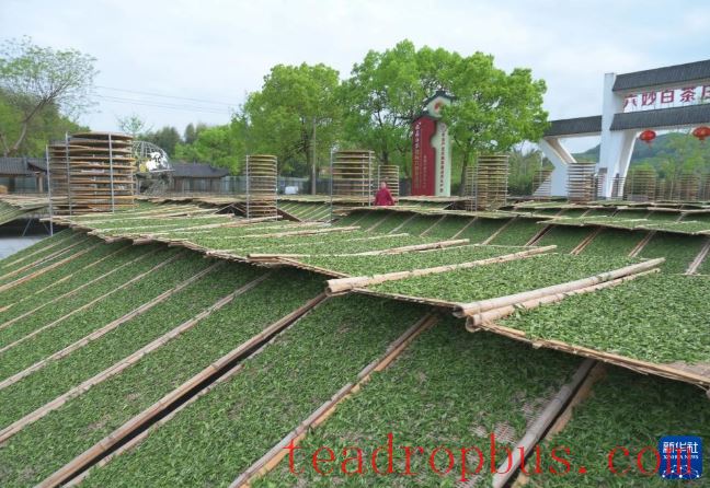Fujian's Mountains Yield Tea Leaves, Scent Travels Thousands of Miles-16