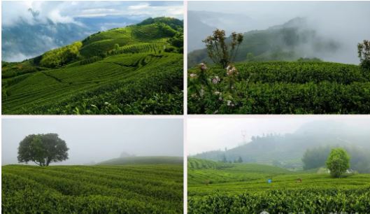 Liu Yiping: Ode to the Tian Shan Tea-4