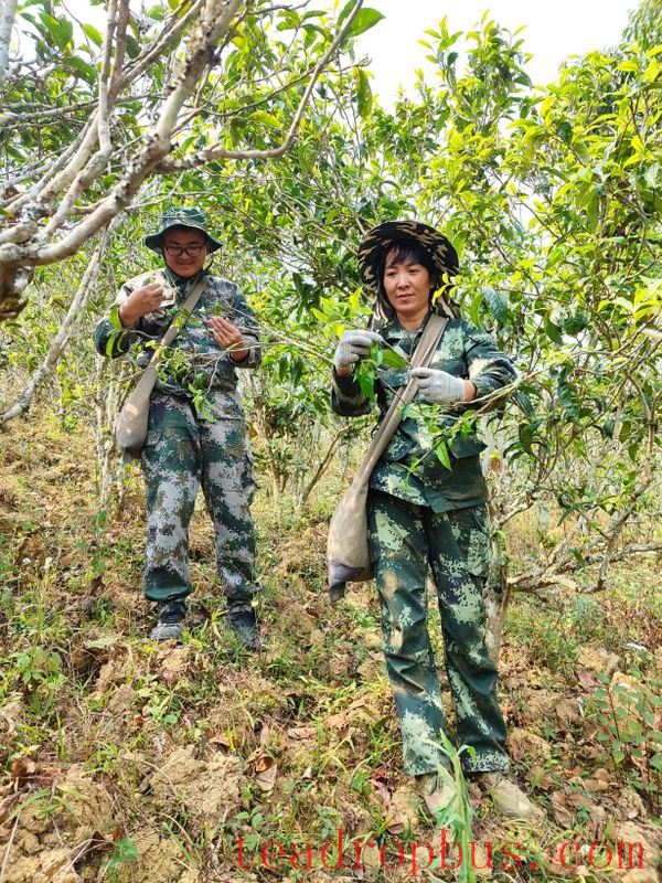 A Walk in the Tea Region of Tianba · Sanhe Society, Yiwu Village, Mengla County, Xishuangbanna Dai Autonomous Prefecture-6
