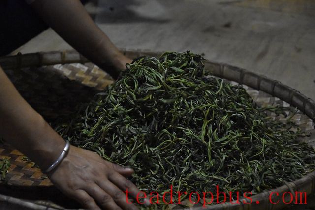 The Purpose of Tea Rolling-2