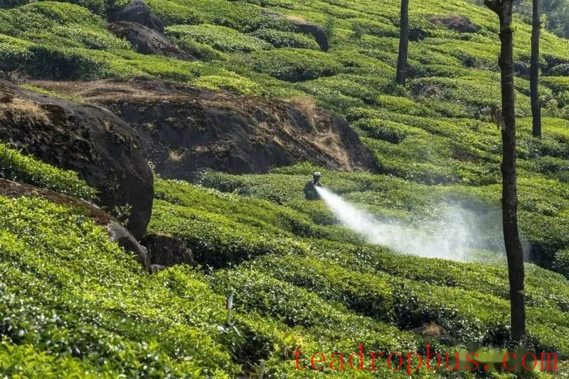 Criteria and Techniques for Rational Use of Pesticides in Tea Gardens-3