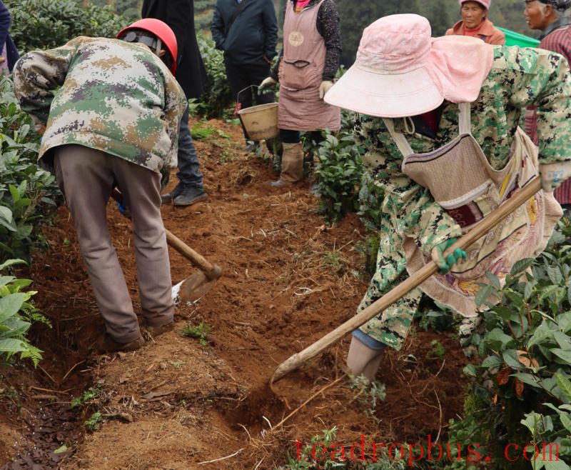 Early Winter, Busy with Tea Garden Management-9