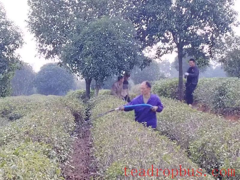 Yueyang Experience in Spraying Foliar Fertilizer for Drought and Cold Resistance in Tea Gardens-5
