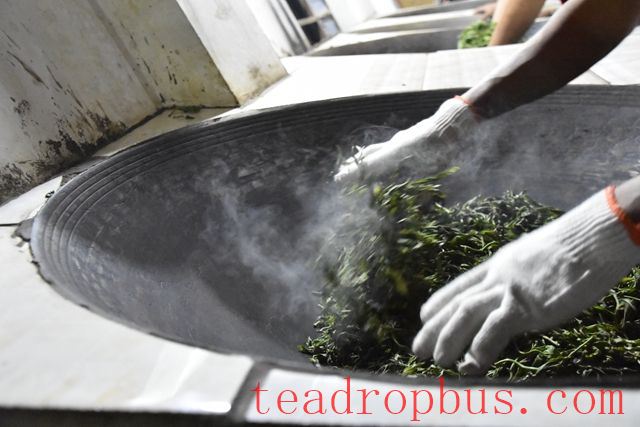 What is the Temperature for Fixation in Pu'er Tea?-2
