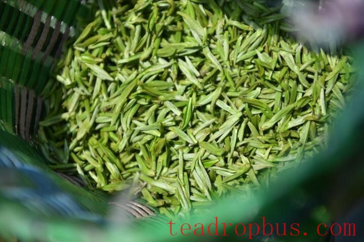 What are the processing steps for green tea? What types of green tea are there?-2