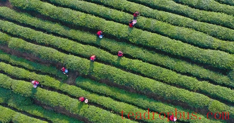 Tea Garden Image
