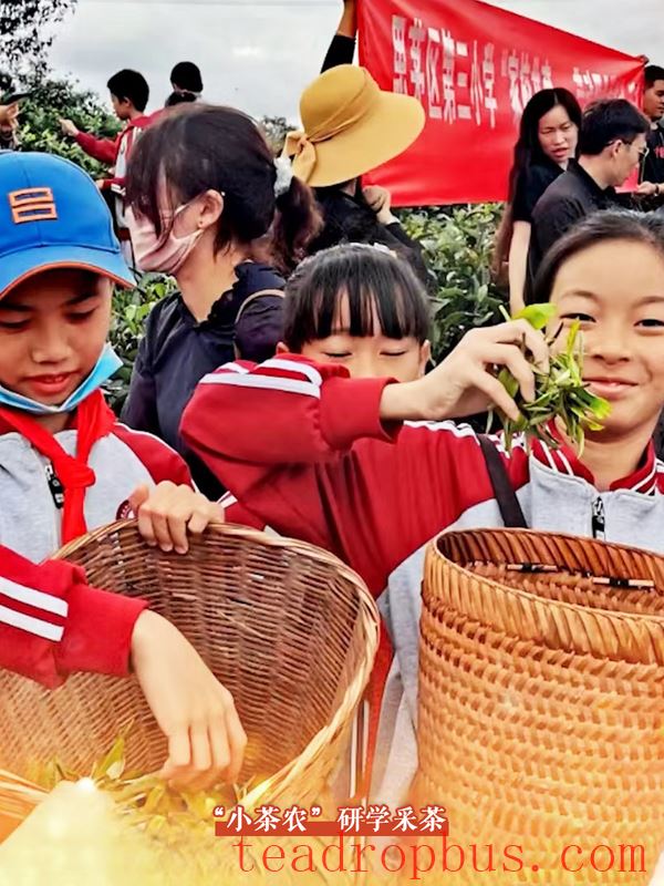 Tasting the Lingering Tea Aroma in Longlong Village, Yixiang Town, Simao District-9