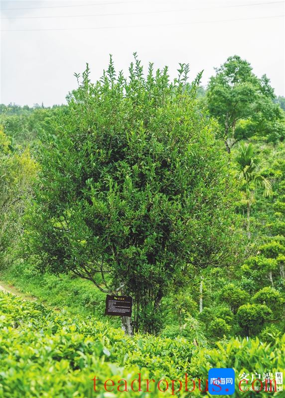 A large-leaf tea tree growing in Hainan Yinggeling Jinghong Tea Garden in Shuiman Town, Wuzhishan City. Photo by Li Tianping / Hainan Daily