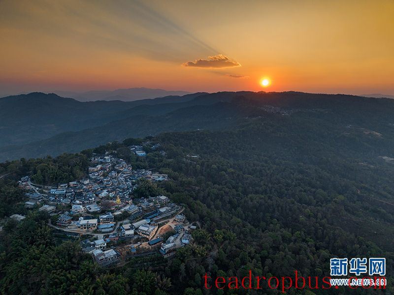 Jingmai Mountain in Yunnan: Ancient Tea Forests and Centuries-Old Affection-1