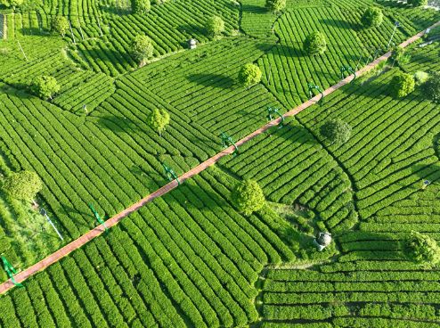 Ji'an Suichuan: Savoring the Fragrant Charm of a Tea Haven-1