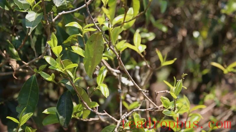 Lao Xu on Tea: In Hekai Manong Old Village, the ancient tea trees have just sprouted, yet ancient tree teas are already everywhere in the market!-1