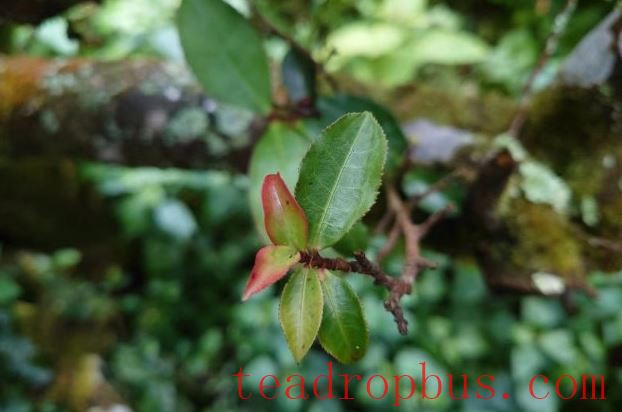 World Tea Day: Yunnan Offers You a Cup of Tea!-1