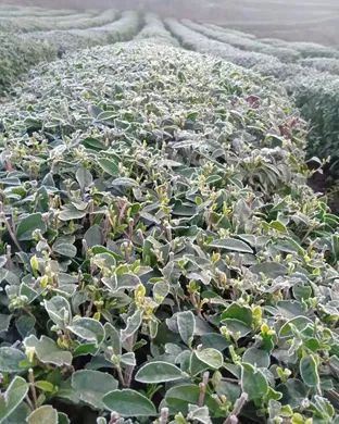 Countermeasures for Frost Damage in Guizhou's Spring Tea Gardens in 2025-4
