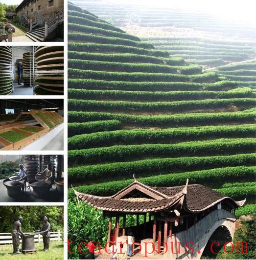 World-Class Intangible Cultural Heritage Project: The Tanyang Gongfu Tea Production Skills-1