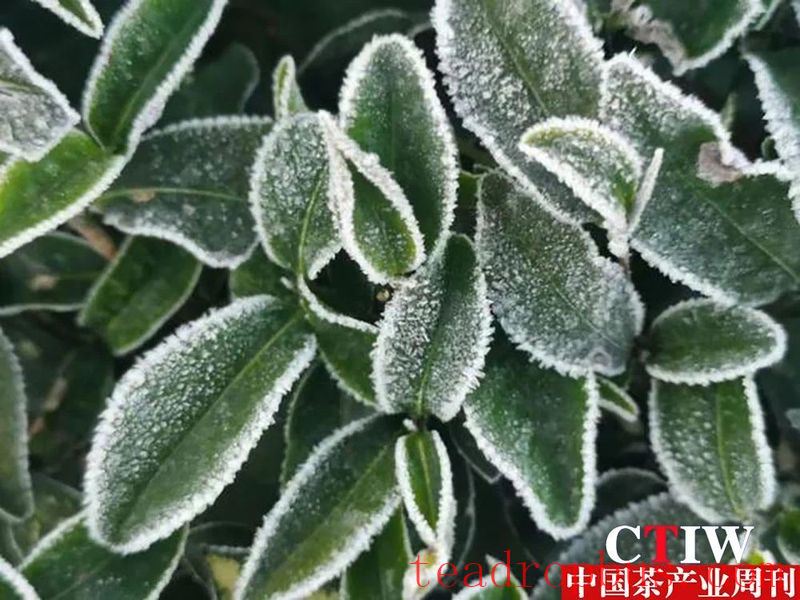 Tengchong Extreme Border Highland Tea Garden: Morning Frost and Verdant Beauty on the Ultimate Frontier-4